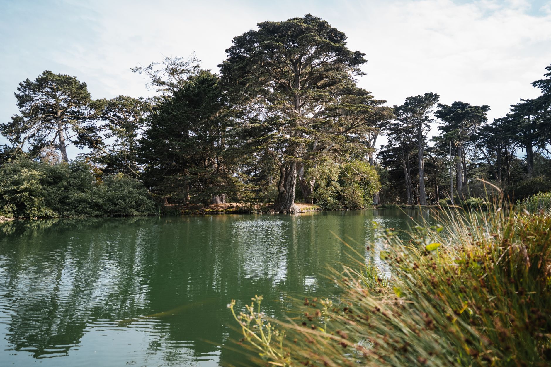 Tranquil lake and cypress trees in Golden Gate Park, San Francisco